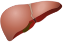 Healthy liver